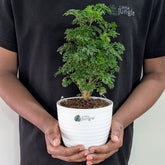 Arelia miniature Green, with 5.5 Inches White Decor Pot